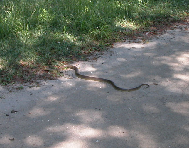 colubro di Esculapio Zamenis longissimus